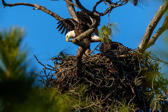Eagles in Gulf Shores