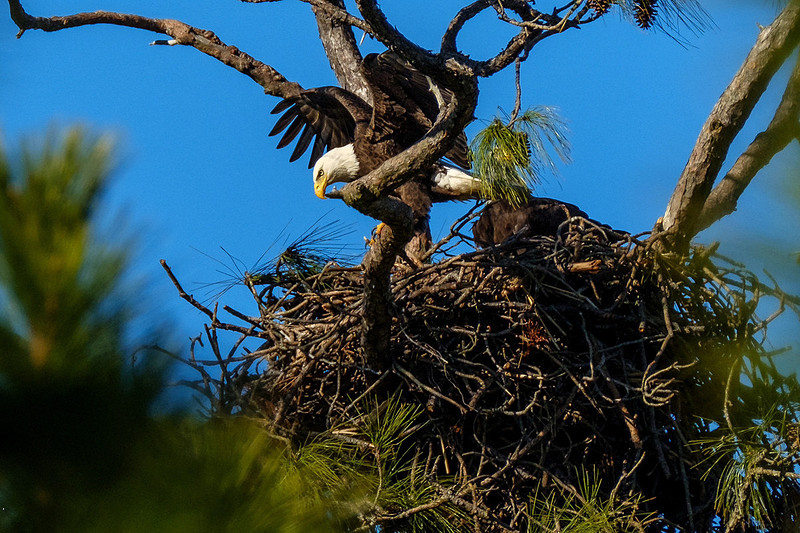 Eagles in Gulf Shores