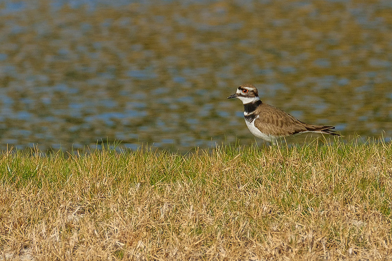 Killdeer in Gulf Shores