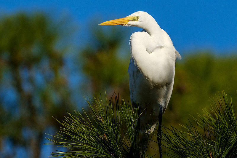 Great in Egret in Gulf Shores