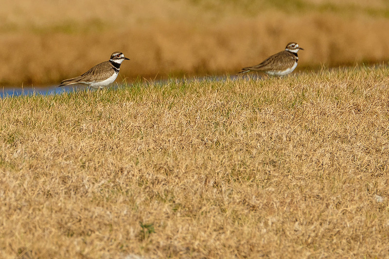 Killdeer in Gulf Shores