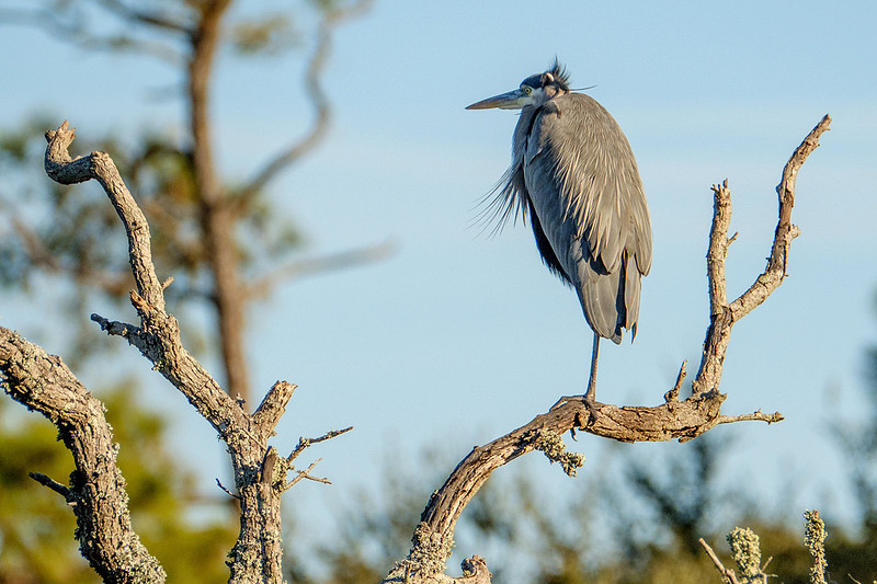 Gulf Shores Wildlife Photographer