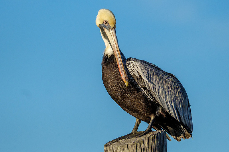 Fort Morgan Wildlife Photographer
