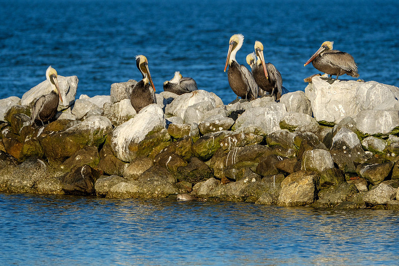 Fort Morgan Wildlife Photographer