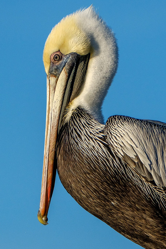 Fort Morgan Wildlife Photographer