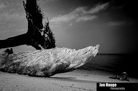 Gulf Shores Stumps and Roots