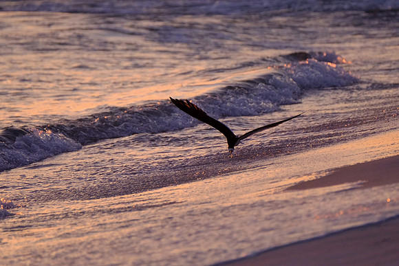 Wildlife Photographer Pensacola