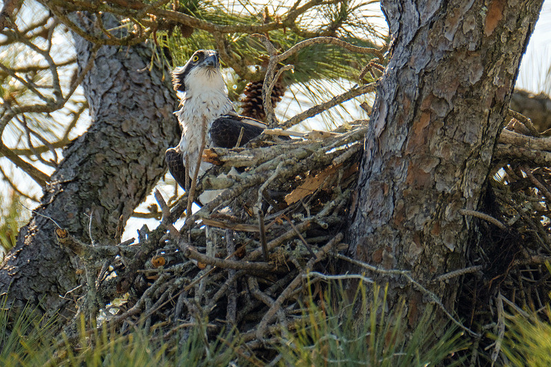Nesting Osprey
