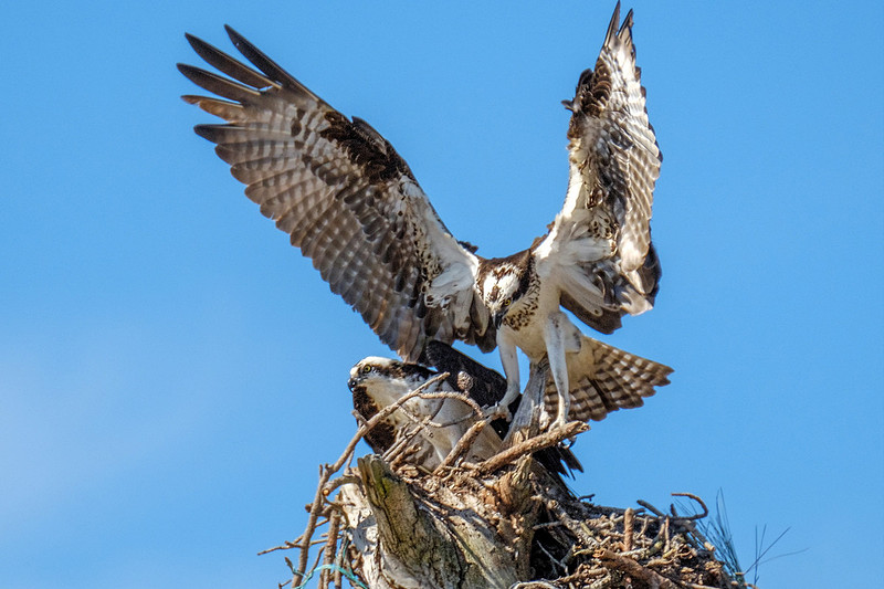 Nesting Osprey