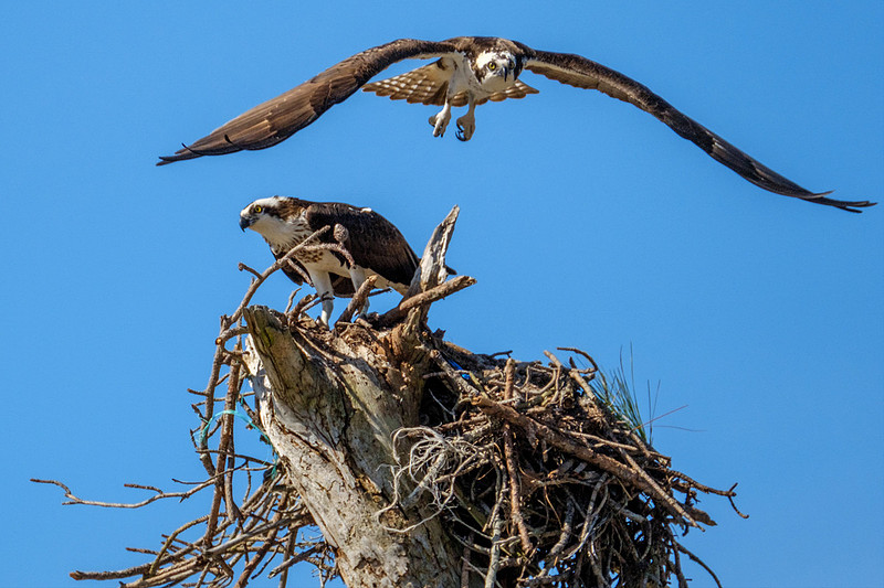 Nesting Osprey