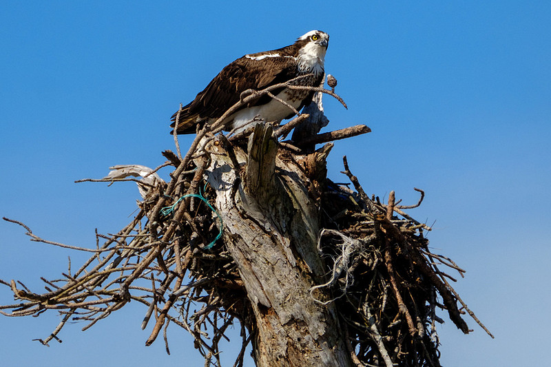 Nesting Osprey