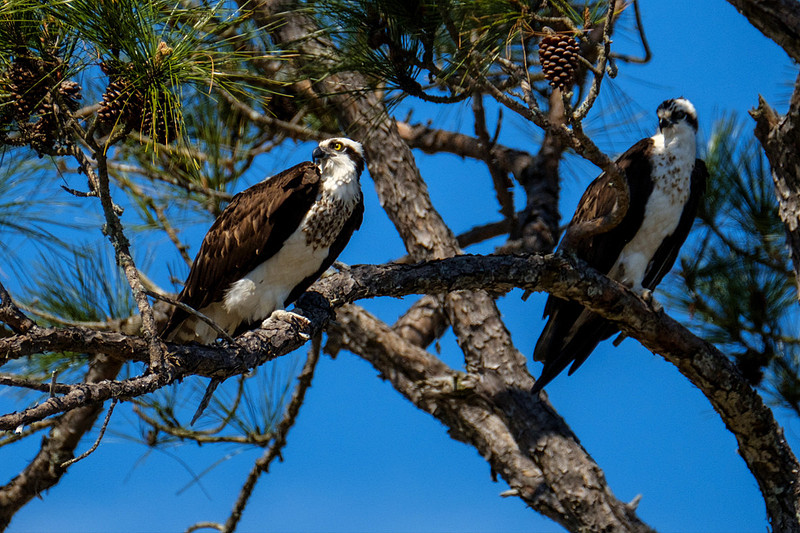Nesting Osprey in Pensacola Beach