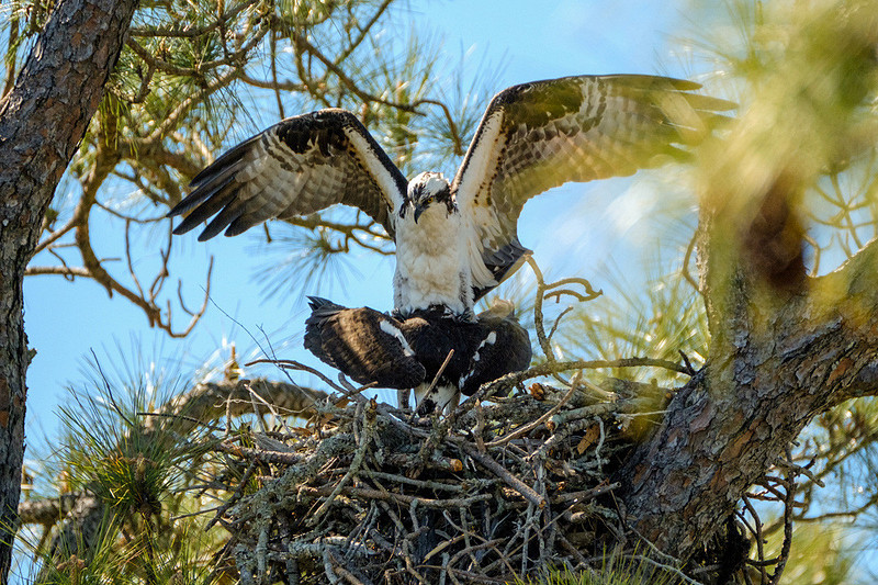 Mating Behavior Osprey