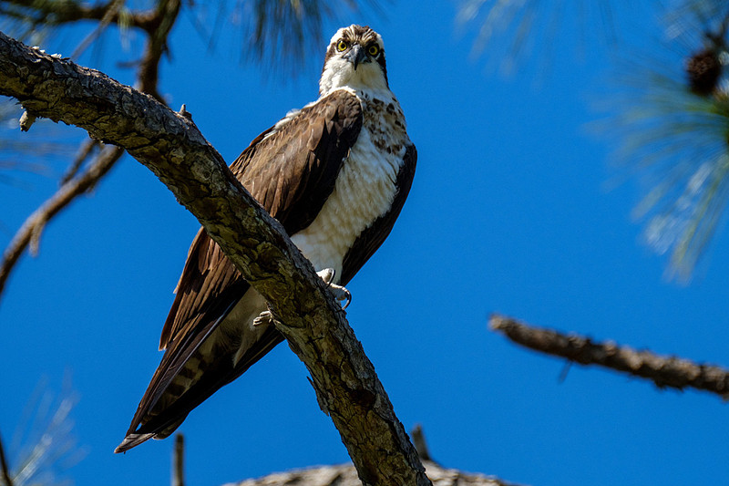 Nesting Osprey