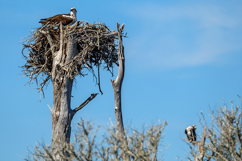 Nesting Osprey on the Gulf Coast