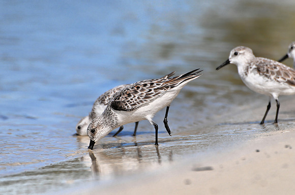 Sanderlings