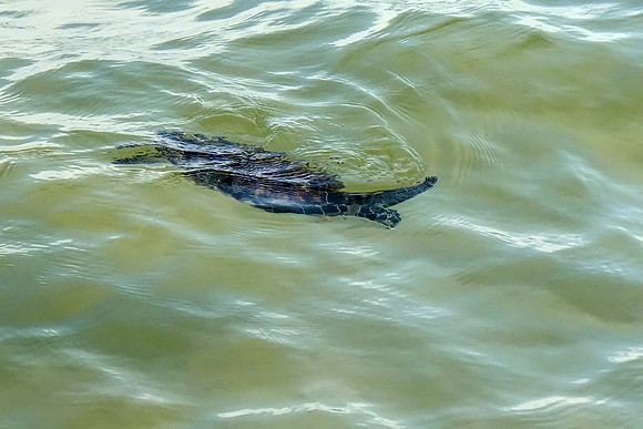 Green Sea Turtle in Gulf Shores