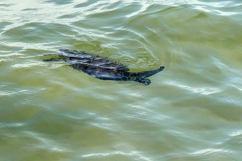 Green Sea Turtle in Gulf Shores