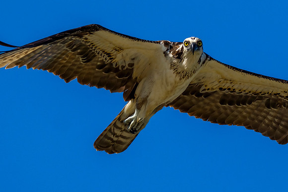 Soaring Osprey Photograph