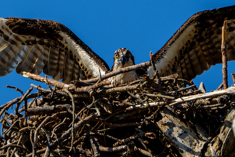 Female Osprey at the Nest