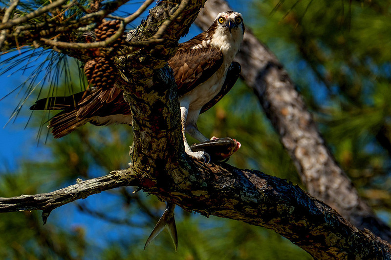 Osprey With Fish Catch