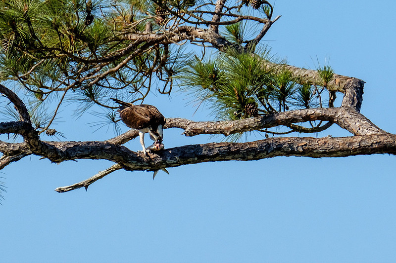 OSprey Eating Fish