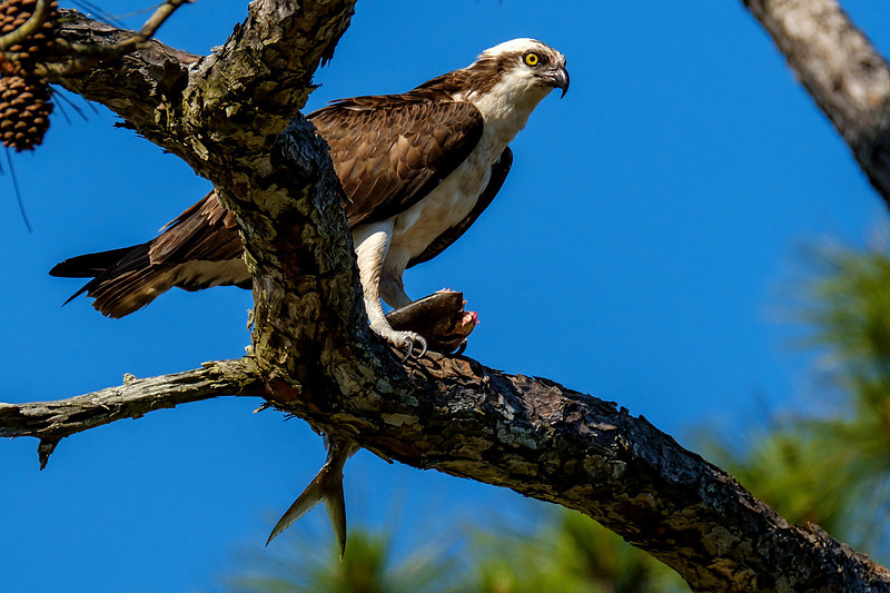 Osprey Eating Fish