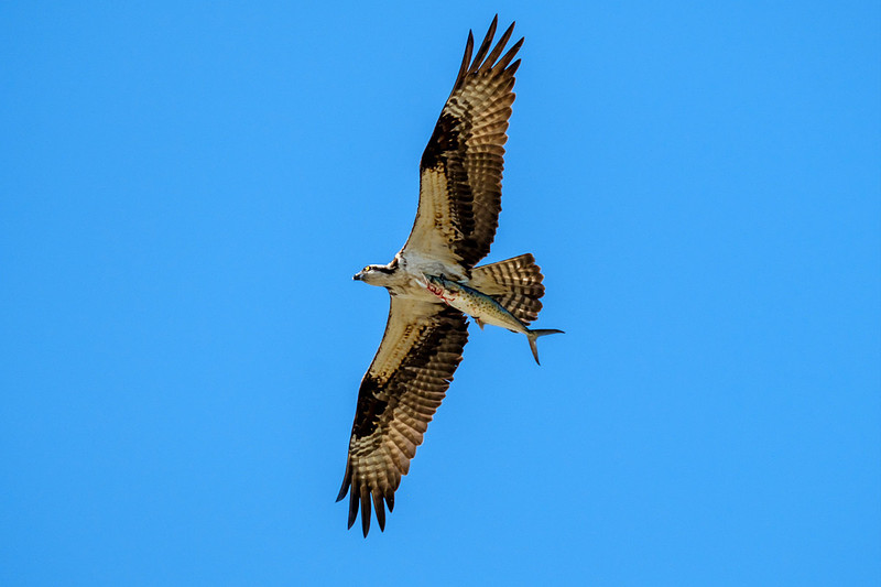 Osprey With Spanish Mackerel