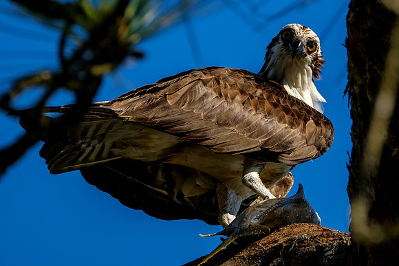 Osprey Eating Fish