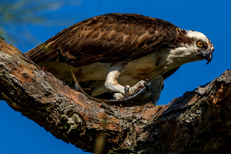 Osprey Eating Fish