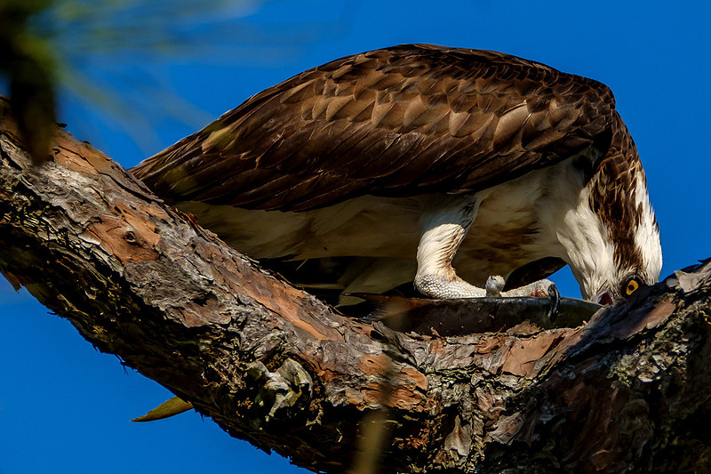 Osprey Eating Fish