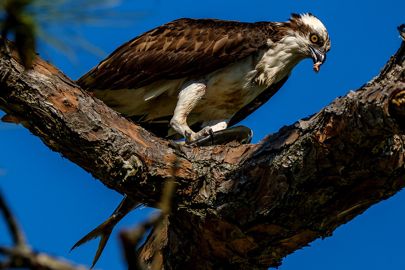 Wildlife in Pensacola Beach