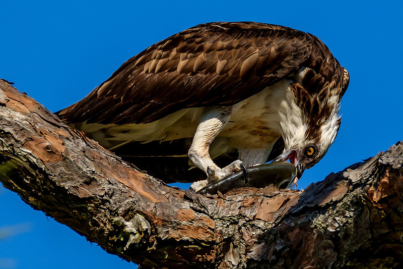 Osprey Eating Fish