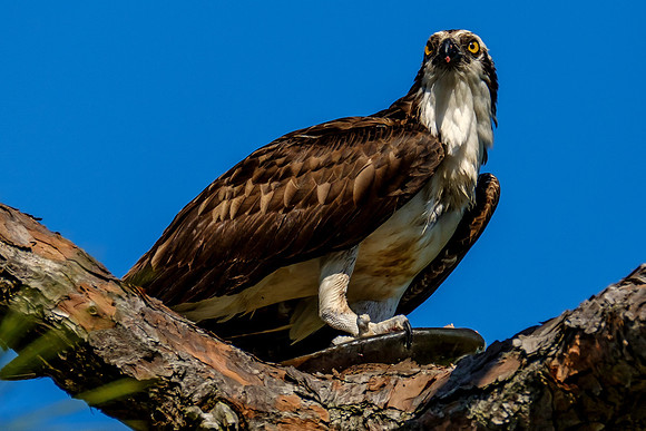 Pensacola Beach Wildlife Photographer