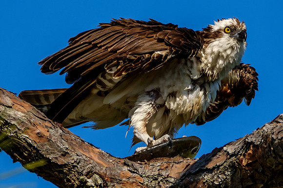 Osprey Eating Fish