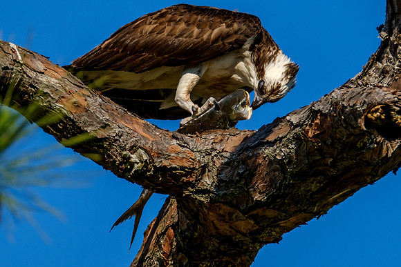 Osprey Eating Fish