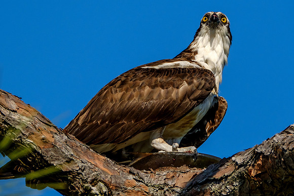 Wildlife on the Gulf Coast