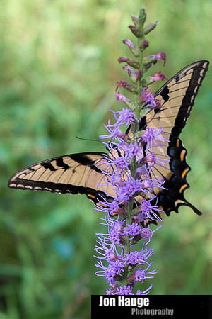 Baldwin County Photographer