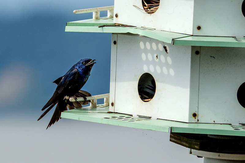 Purple Martins in Fairhope