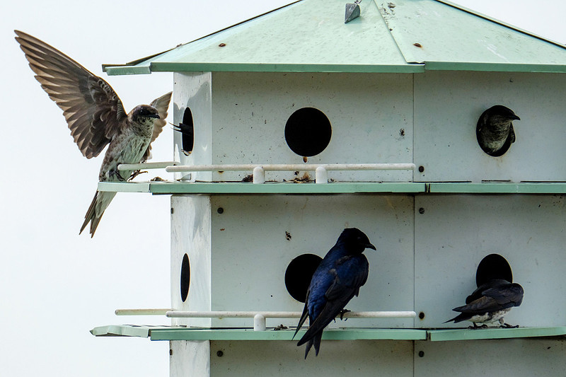 Purple Martins in Fairhope