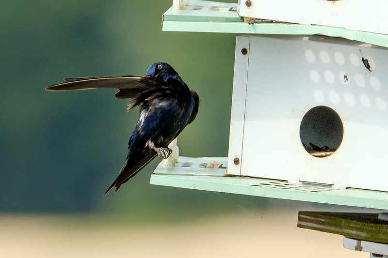 Purple Martins in Fairhope