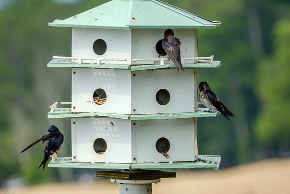 Purple Martins in Fairhope