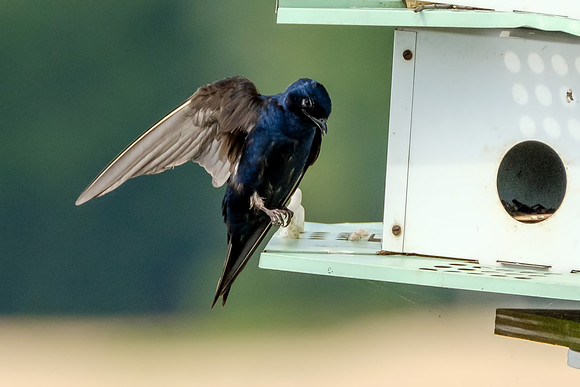 Purple Martins in Fairhope