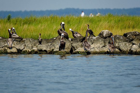 Brown Pelicans at Gaillard Island