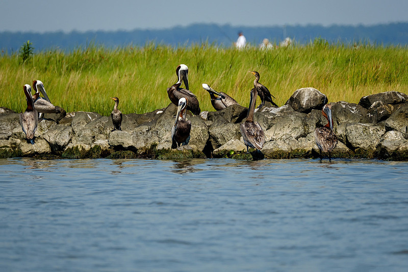 Brown Pelicans at Gaillard Island