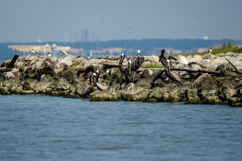 Brown Pelicans at Gaillard Island