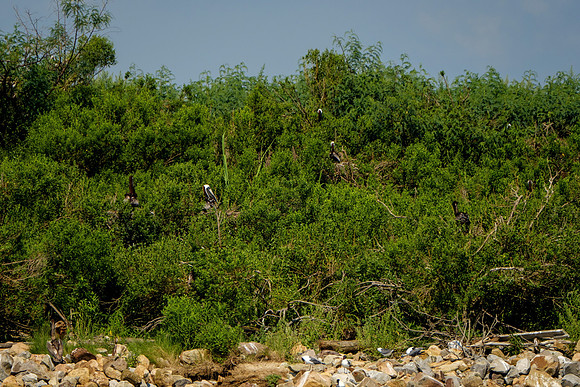 Nesting Brown Pelicans at Gaillard Island