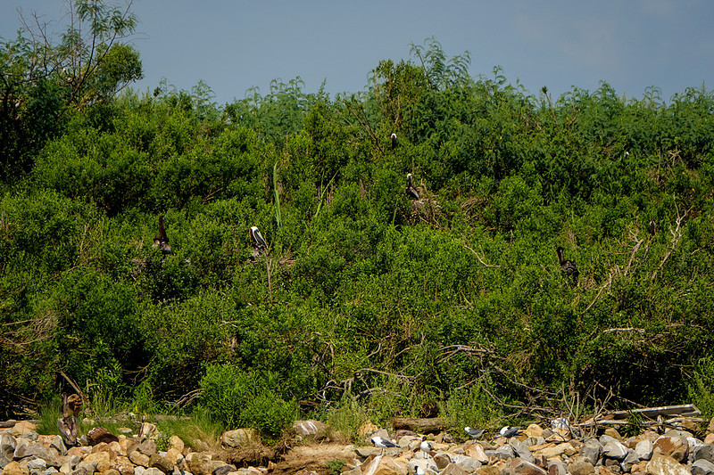 Nesting Brown Pelicans at Gaillard Island