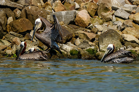 Mobile Bay Wildlife Photography