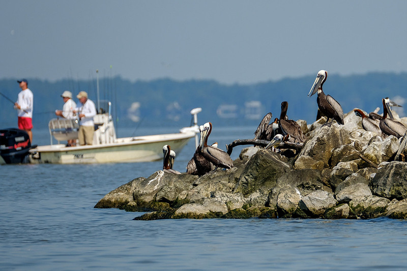 Brown Pelicans at Gaillard Island